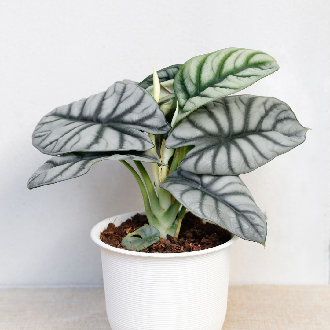 SILVER DRAGON ALOCASIA