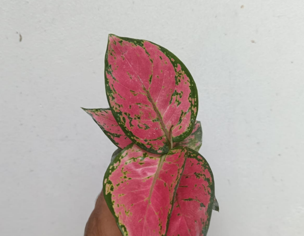 RED BEAUTY AGLAONEMA