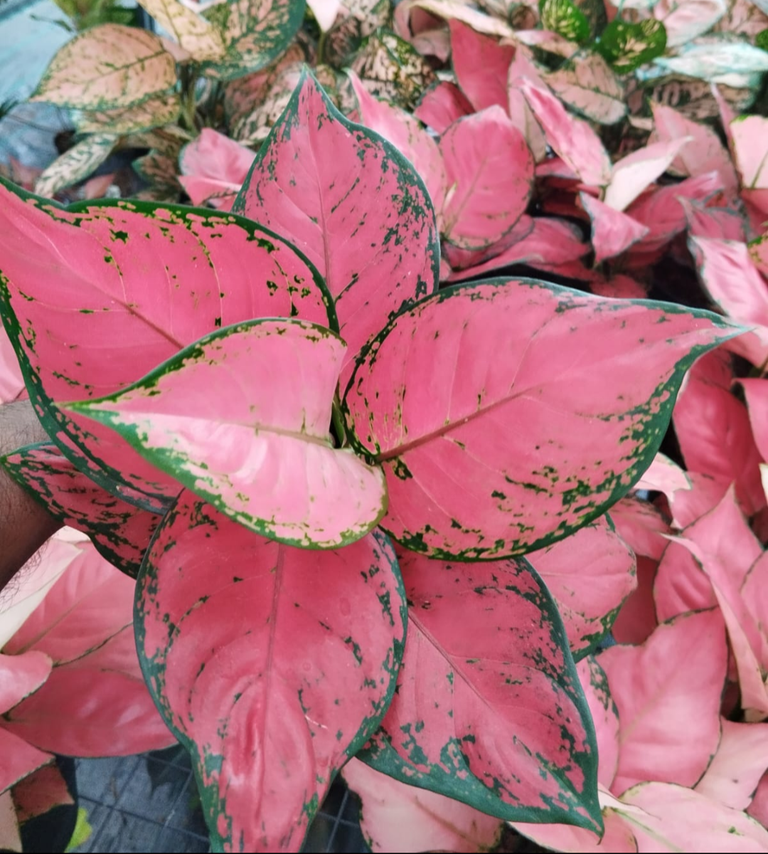 AGLAONEMA RED BEAUTY (POT SIZE)