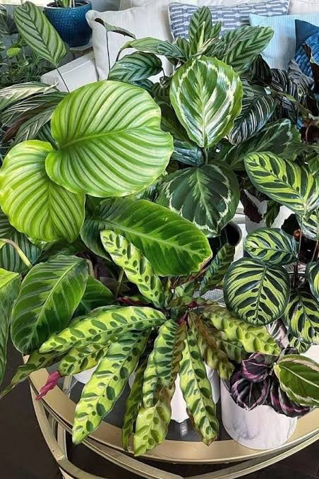 CALATHEA PLANTS LIST