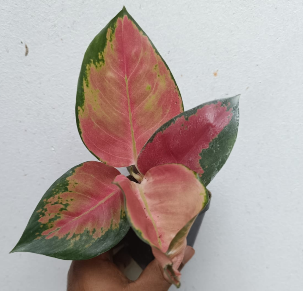 JAIPONG RED AGLAONEMA