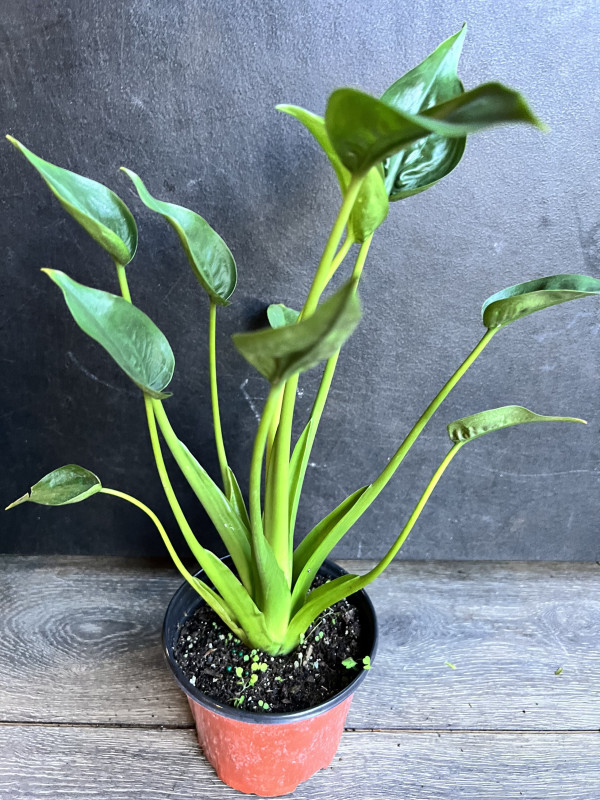 TINY DENCER ALOCASIA