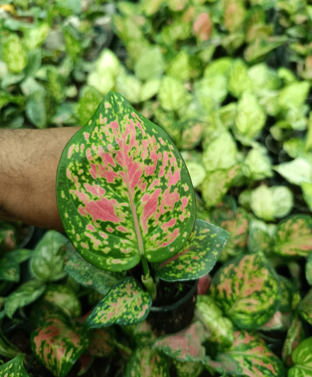 AGLAONEMA RED BEAUTY